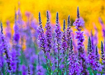 《UFO机器人古连泰沙》公布首批艺术设定图